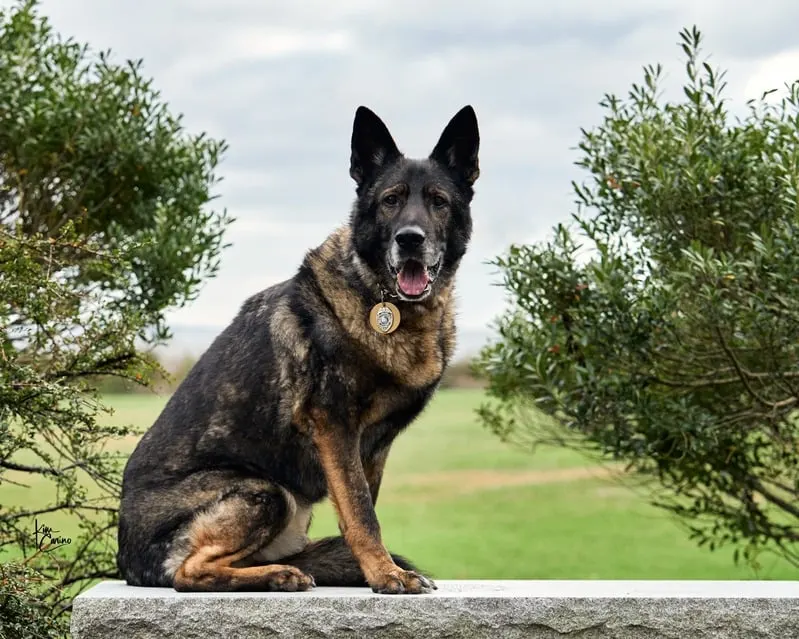 Shannon's certified police K9